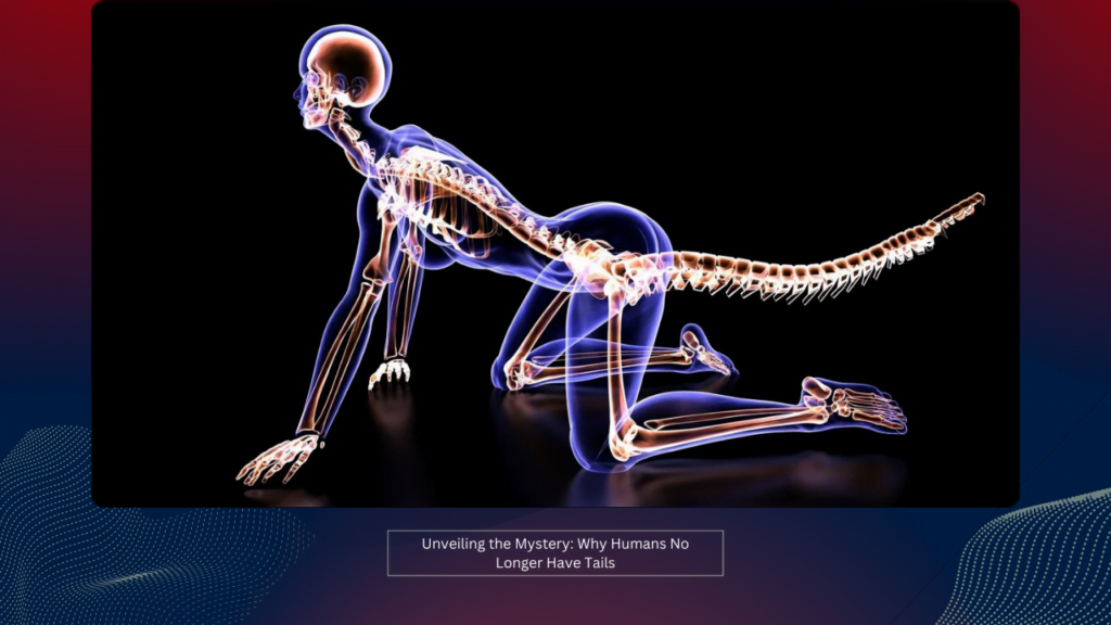 Unveiling the Mystery: Why Humans No Longer Have Tails